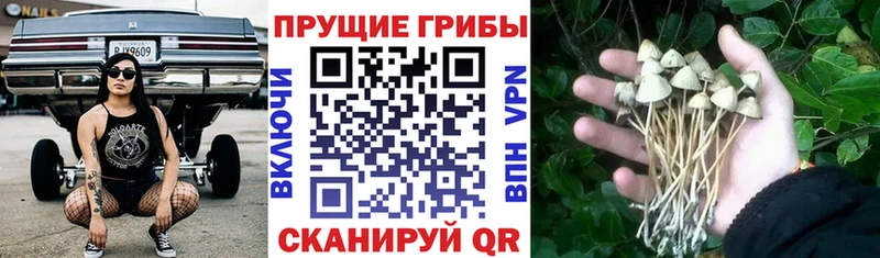 Купить где  Староминская  Галлюциногенные грибы мухоморы 